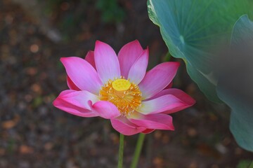 Lotus, Nelumbo nucifera Gaertn, Nelumbonaceae, Nelumbo nucifera