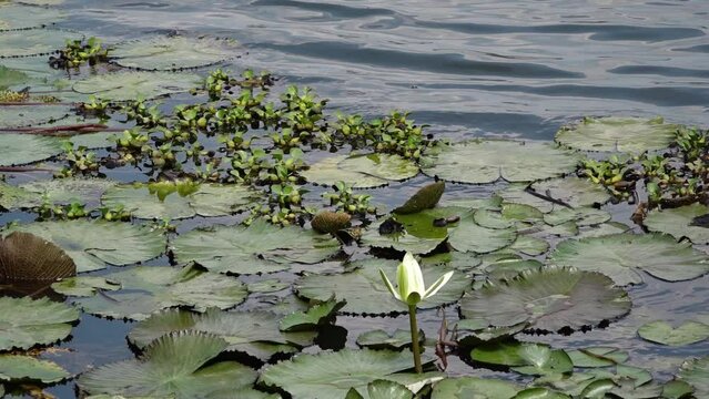 plantas de lago de la selva peruana