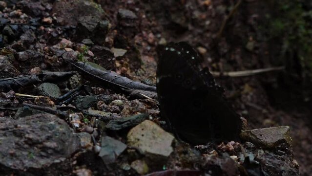 mariposas de la selva peruana