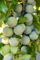 Ripe white plums on a tree branch in a field in Salamanca, Spain