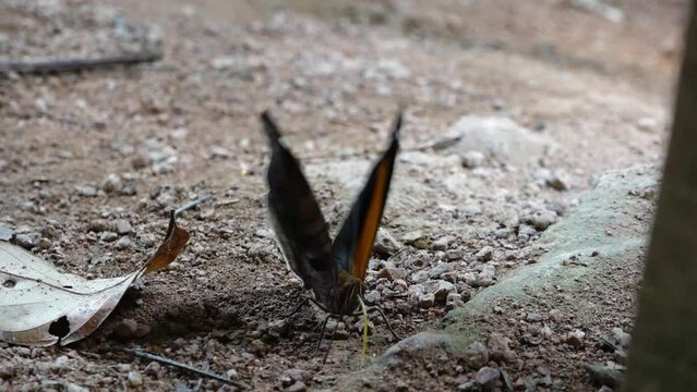 mariposas de la selva peruana
