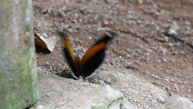 mariposas de la selva peruana