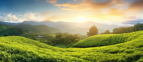  Sunny day in the tea garden © TheWaterMeloonProjec