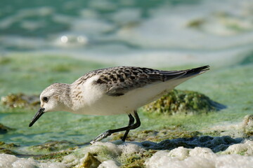 A small white bird runs in search of food along the seashore against the backdrop of foam and beautiful water. The sanderling (Calidris alba) is a small wading bird.