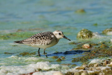 A small white bird runs in search of food along the seashore against the backdrop of foam and beautiful water. The sanderling (Calidris alba) is a small wading bird.