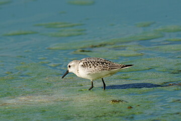 A small white bird runs in search of food along the seashore against the backdrop of foam and beautiful water. The sanderling (Calidris alba) is a small wading bird.