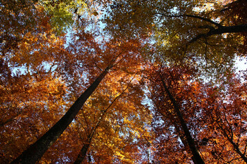 Sunlight is breaking through the trees in the forest and letting the light shine in magical sun beams