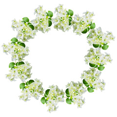 White Bougainvillea flower isolated - 654665433