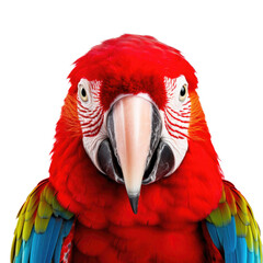 Fototapeta premium Scarlet macaw face shot on transparent background