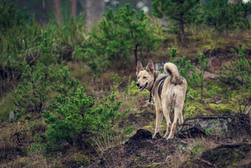 Dog in the forest