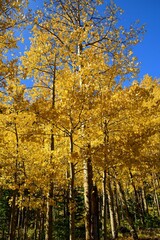 Fototapeta premium a stand of changing aspen leaves on a sunny fall day on the guanella pass road near georgetown in the rocky mountains of colorado
