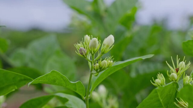 A beautiful view of jasmine flower buds swaying in the wind during spring