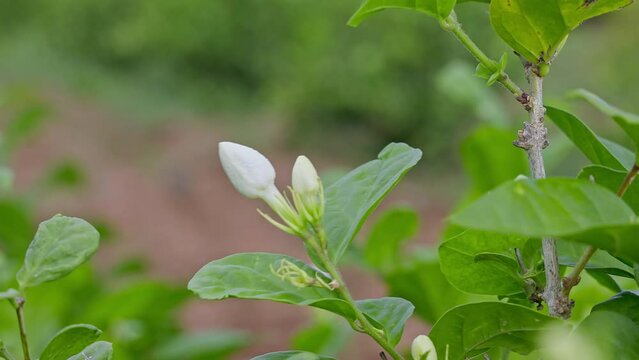 A beautiful view of jasmine flower buds swaying in the wind during spring