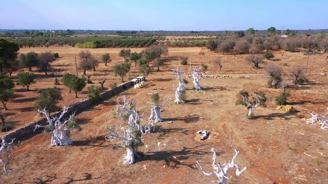 Oliveto con xylella - carrello ad uscire