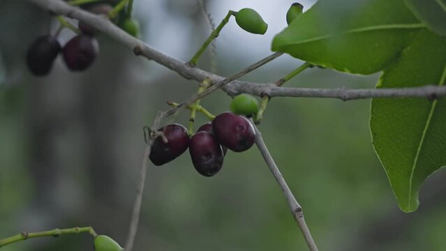 A closeup of small ripe java plums or syzygium cumini fruits on tree branches