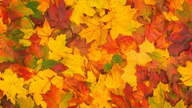 Fallen autumn leaves form a beautiful background.