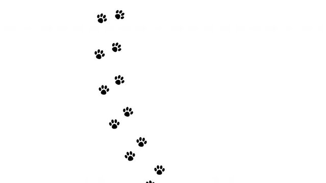 Animal cat and dog paw prints on white background. Full Hd. 4K