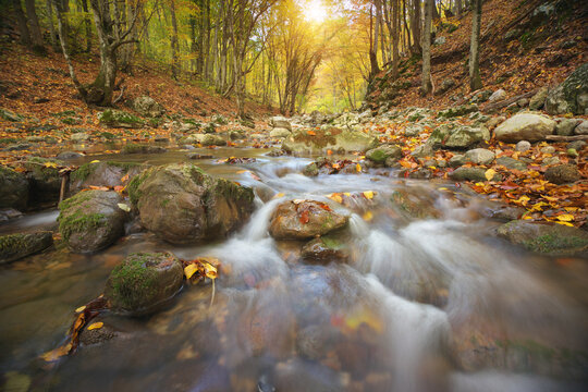 Autumn wood and river flow