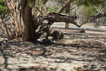 portrait of a komodo dragon on komodo national island, indonesia