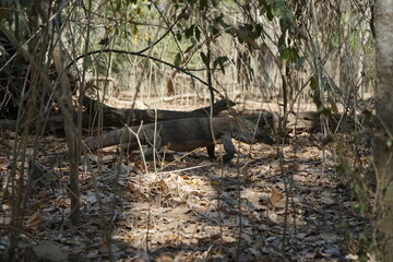 portrait of komodo dragon strolling over the jungle floor in komodo national park, flores, indonesia