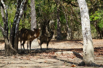 komodo national park bottle nosed deer chilling on the forest floor, doe and stag, indonesia, komood, flores
