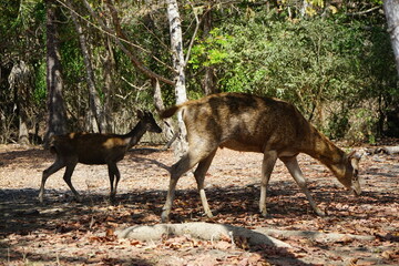komodo national park bottle nosed deer chilling on the forest floor, doe and stag, indonesia, komood, flores