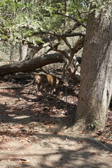 komodo national park bottle nosed deer chilling on the forest floor, doe and stag, indonesia, komood, flores