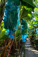 Tourist footpath through a small banana plantation in Funchal area on Madeira,Portugal
