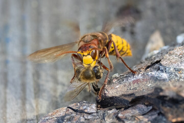 Hornisse (Vespa crabro) jagt am Bienenstand
