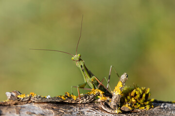 Europäische Gottesanbeterin (Mantis religiosa)