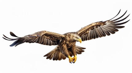 Realistic eagle flying with majesty and befitting a king of birds on a white background,8K.