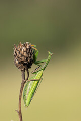 Europäische Gottesanbeterin (Mantis religiosa)