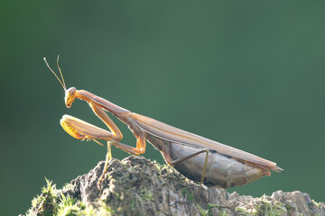 Europäische Gottesanbeterin (Mantis religiosa)
