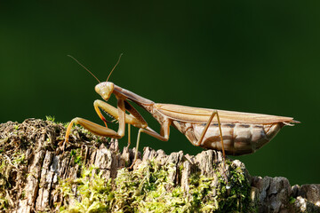 Europäische Gottesanbeterin (Mantis religiosa)