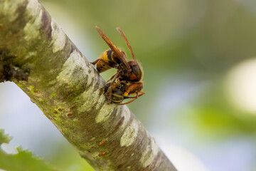 Hornisse (Vespa crabro) zerlegt Honigbiene als Larvenfutter