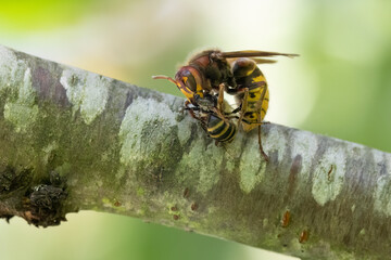 Hornisse (Vespa crabro) zerlegt Honigbiene als Larvenfutter