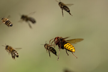 Hornisse (Vespa crabro) jagt am Bienenstand