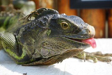 close up portrait of an iguana reptile with its tongue out