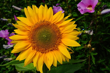 Fototapeta premium Tournesol décoration jardin