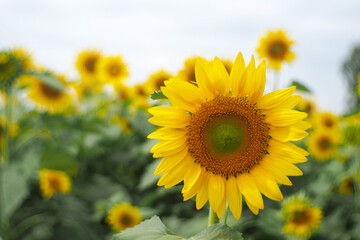Fototapeta premium A landscape Sunflower field near the mountains