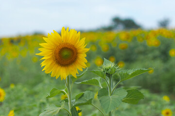 A landscape Sunflower field near the mountains
