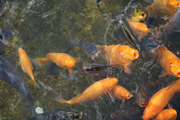 close up of koi carper fish breaking the water line and searching for food, black pond, portrait, aerial view, bali indonesia