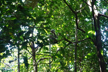 green leaves on the tree