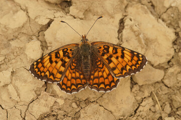 Closeup on a fresh emerged , colorful Glanville Fritillary butterfly, Melitaea cinxia, with spread wings on the ground