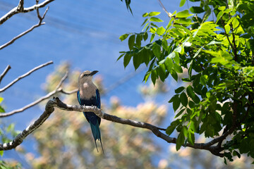 Blue and white bird on branch