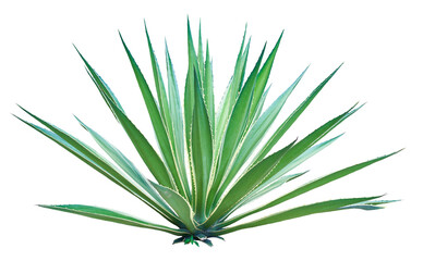 Agave plant isolated on white background. PNG File.