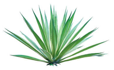 Agave plant isolated on white background. PNG File.