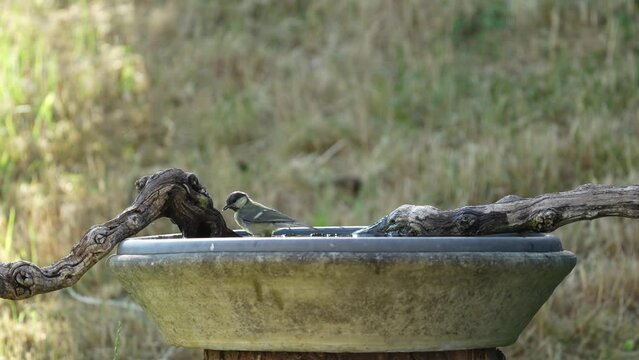 Kohlmeise badet