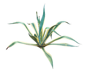 Agave plant isolated on white background. PNG File.