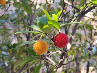strawberry tree